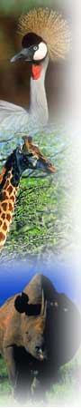 Africa Web Cam - a webcam on african wildlife